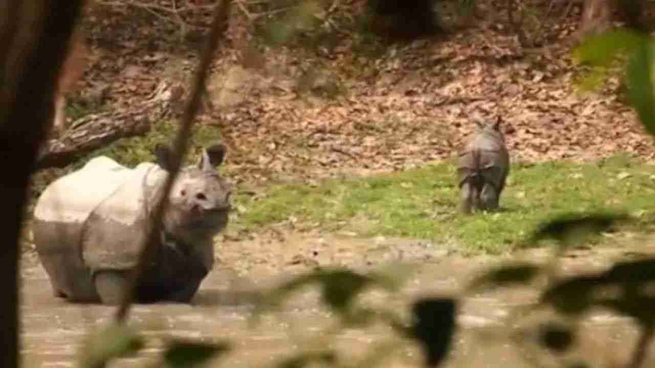 VIDEO | शिकारीला पाहून गेंड्याला वाचवण्यासाठी पोहोचली आई, व्हिडिओ सोशल मीडियावर व्हायरल