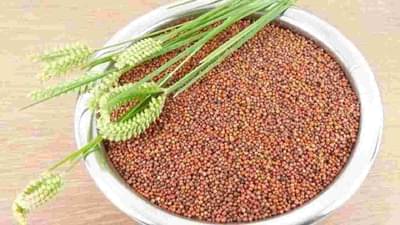 जर दूध पित नसाल तर आहारात करा नाचणीचा समावेश, शरीरातील कॅल्शियमची कमतरता होईल दूर