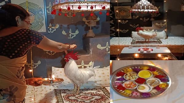 नागपुरात कोंबड्याच्या वाढदिवसाचं जंगी सेलिब्रेशन; सजावट, औक्षण अन् गोडधोड जेवणाच्या पंगती!