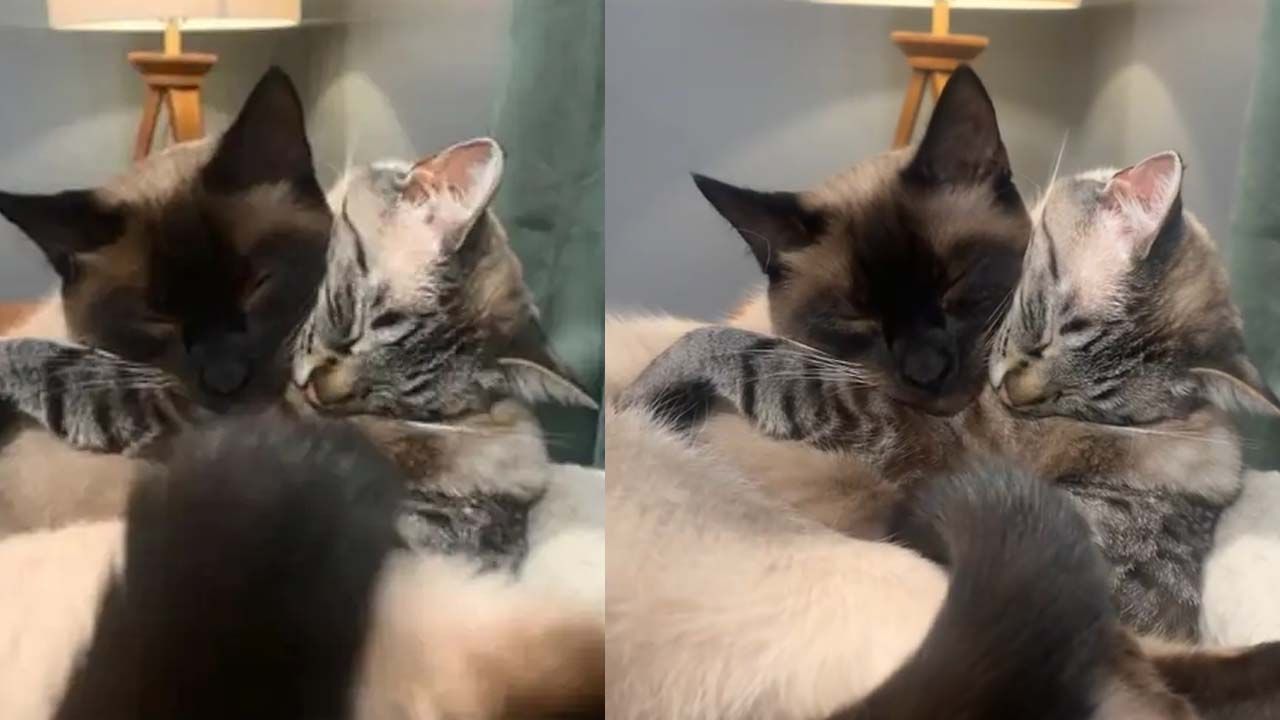 Video | एकमेकींना कडकडून मिठी मारताना दिसल्या दोन क्युट मांजरी, व्हिडीओ पाहून नेटकरी म्हणतात...