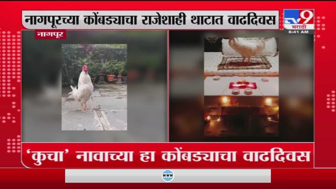 Nagpur | नागपूरमध्ये कोंबड्याचा वाढदिवस थाटात साजरा केला