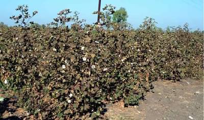 पांढरं सोनं दिसतंय पण काढता येईना, खानदेशातील शेतकऱ्यांची अवस्था