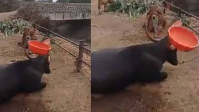 Viral Video: टब शिंगावर घेऊन म्हशीची कलाकारी, लोक म्हणाले, हिच्यापुढे फूटबॉल प्लेअरही फेल