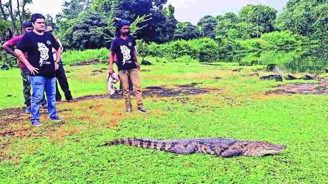 अरे बापरे! ठाण्यात सूजर वॉटर पार्कमध्ये आढळली 7 फूट लांब मगर; कर्मचाऱ्यांची पाचावर धारण बसली