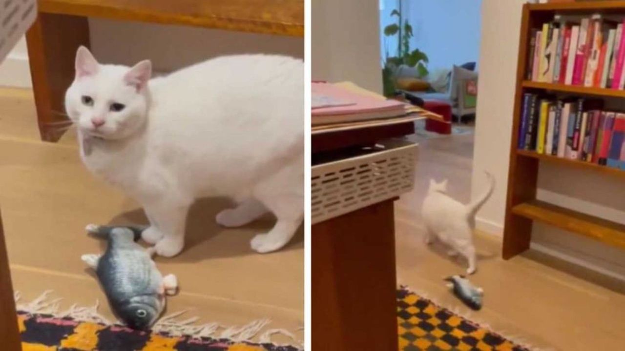 Viral Video : भूकंपाआधीच मांजरीला चाहूल, व्हिडीओ पाहून तुम्हीही आवाक व्हाल, पाहा प्राण्यांच्या सिक्स्थ सेंसचा पुरावा
