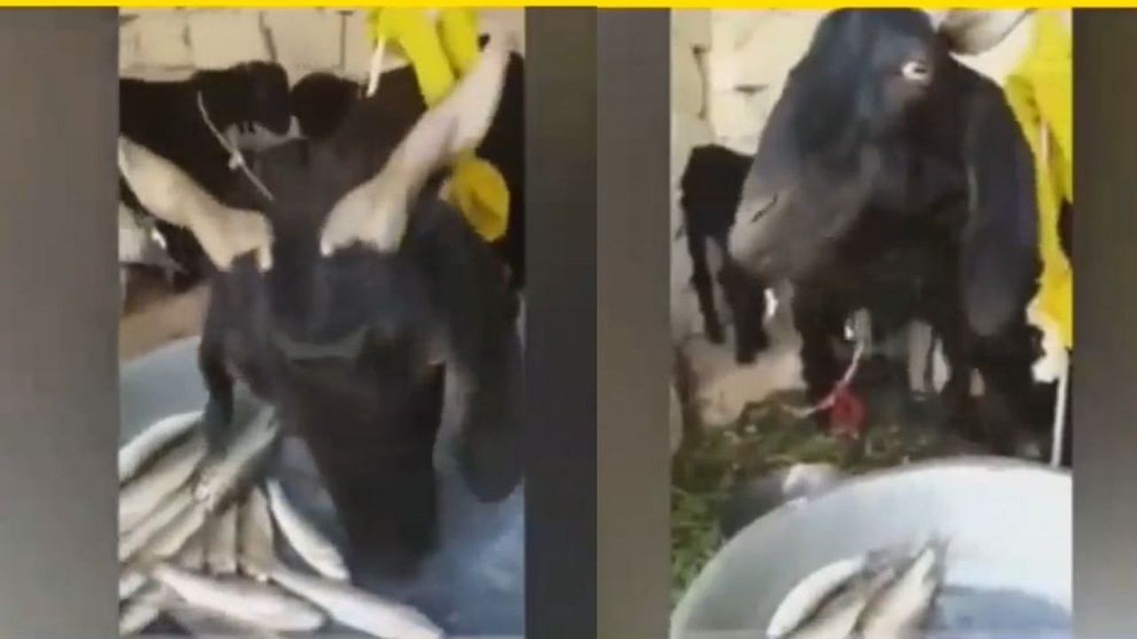 Viral Video : मासे खाणारी बकरी पाहून नेटकरी आवाक, म्हणाले पहिल्यांदाच 'मटणाला मासे खाताना पाहिलं!'