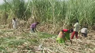 सामूहिक सातबाऱ्यावरील प्लॅाट विक्रीला बंदी ; मग काय पर्याय आहे, जाणून घ्या