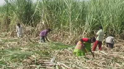 ऊसतोड कामगारांना मिळणार ओळखपत्र, ग्रासेवकामार्फत होणार पूर्तता