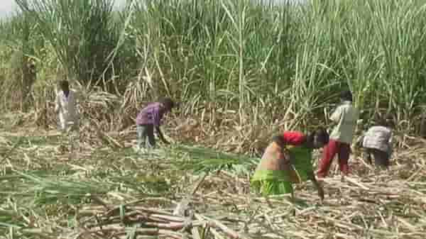 ऊसतोड कामगारांना मिळणार ओळखपत्र, ग्रासेवकामार्फत होणार पूर्तता