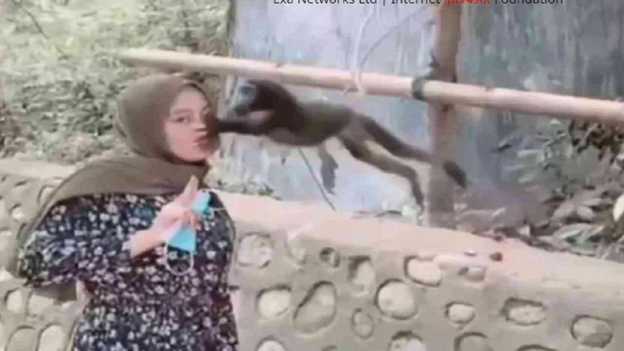 Video: माकडासोबत सेल्फी घेणं पडलं महागात; मुलीने क्लिक करताच माकडाची करामत; हा व्हिडिओ पाहून लोटपोट व्हाल