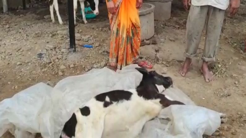 एकाच शेतकऱ्याच्या 14 गाईंचा मृत्यू, इंदापुरात लाळ खुरकत रोगाचं थैमान, 200 गाईंना बाधा