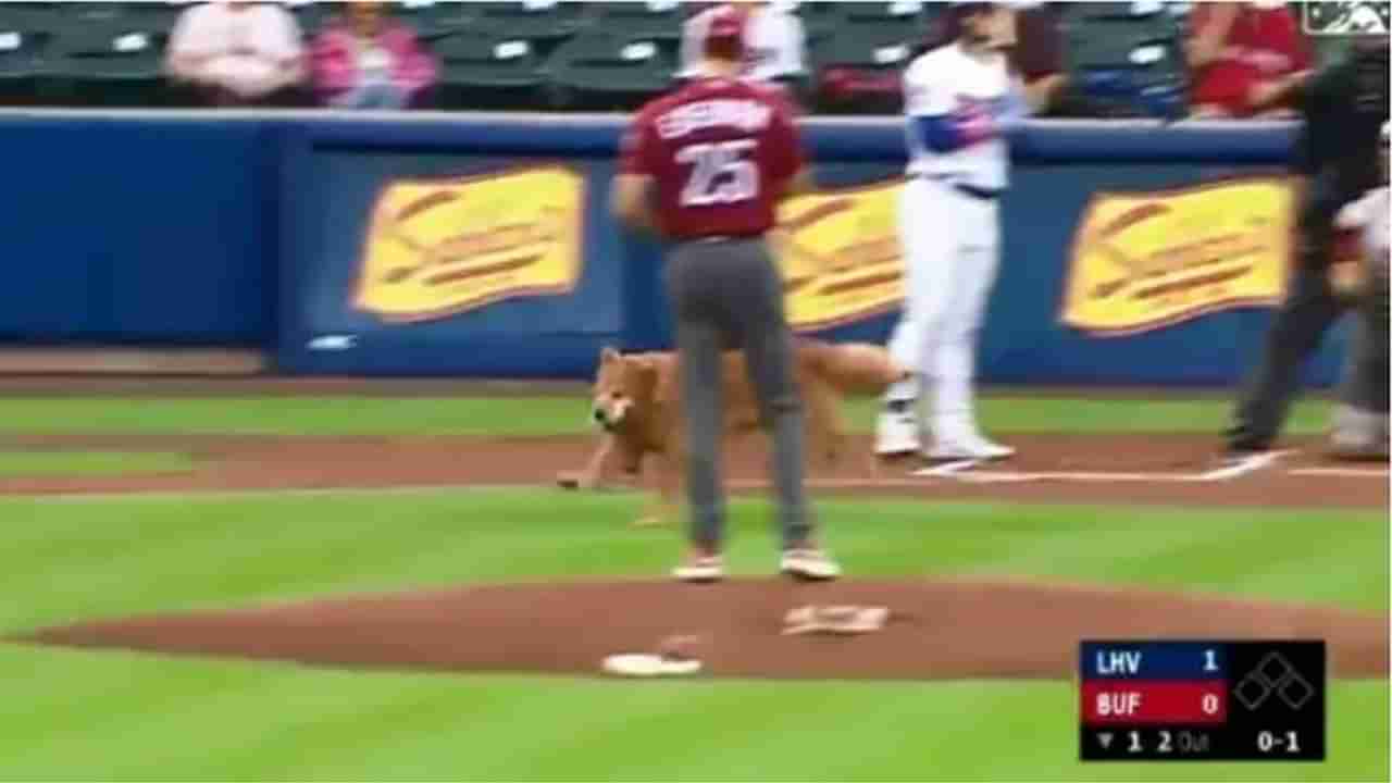 Video : बेसबॉल सामन्यादरम्यान मैदानावर अचानक आला कुत्रा, खेळ थांबला, पण नेटकऱ्यांना हा व्हिडीओ खूप आवडला!