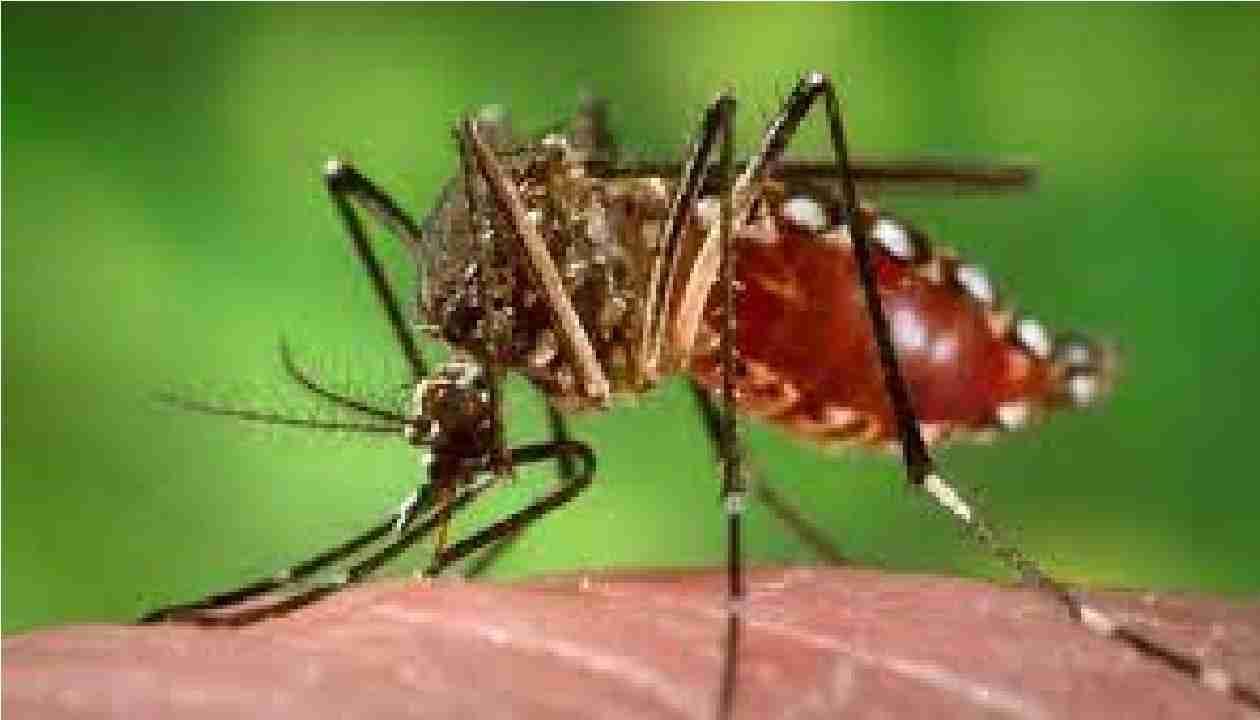 आता डेंग्यूचाही वेगळा व्हेरिएंट, औरंगबाादेत रुग्णसंख्येत अचानक वाढ, ताप अंगावर काढू नका