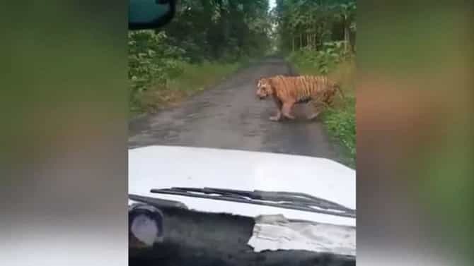 Video: ताडोबात मुक्तपणे फिरणाऱ्या वाघाचा व्हिडीओ व्हायरल, लोक व्हिडीओ पाहूनच घाबरले!