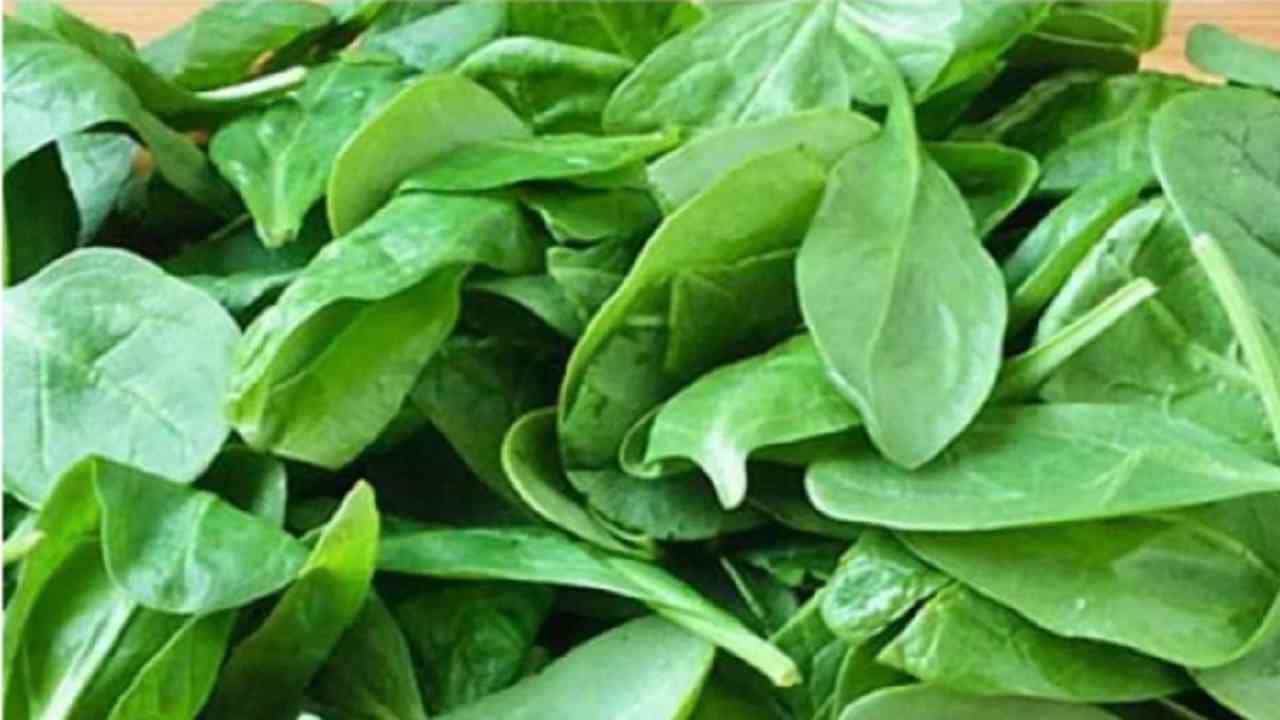पालक - सकाळचे जेवण तयार करण्यासाठी हिरव्या पालेभाज्यांचा वापर केला जाऊ शकतो. दररोज सकाळी नाश्त्यामध्ये पालकचा समावेश करा. आपण सँडविचमध्ये देखील पालक मिक्स करू शकता.