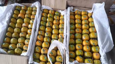 मुंबई एपीएमसी फळ मार्केटमध्ये सिमरन फळाची दमदार एन्ट्री, खरेदीसाठी ग्राहकांची बाजारात गर्दी