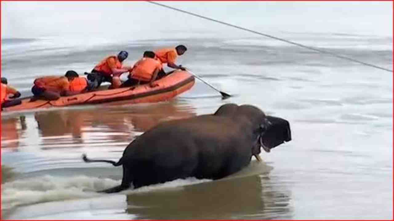 Video: हत्तीला वाचवण्यासाठी निघाले, पाण्याच्या रोरावणाऱ्या प्रवाहाने बोट खेचली, मुख्य रिपोर्टरचा मृत्यू कॅमेऱ्यात कैद