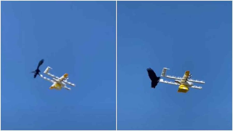 Viral : फुड डिलीव्हरी ड्रोनवर कावळ्याचा हवेत हल्ला, पाहा हा व्हायरल व्हिडीओ