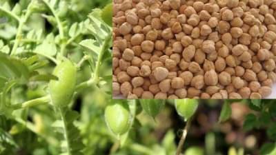 पोषक वातावरणामुळे रब्बीचा राजा हरभराच, विक्रमी लागवड होणार