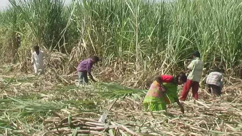 ई-श्रमिक कार्ड शेतकऱ्यांसाठी की श्रमिकांसाठीच ? जाणून घ्या काय आहेत फायदे ई-श्रमिक कार्ड शेतकऱ्यांसाठी की श्रमिकांसाठीच ? जाणून घ्या काय आहेत फायदे