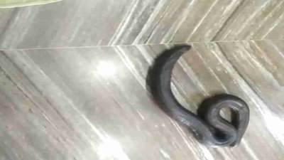 उस्मानाबादेत मांडूळाच्या तस्करीचा कट उधळला; 6 तस्करीच्या टोळीचा पर्दाफाश