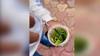 Video | तरुणांनी रस्त्यावरच्या खड्ड्यांमधून चालवली स्कुटी, अन् बघता बघता चटणी तयार, मजेदार व्हिडीओची चर्चा