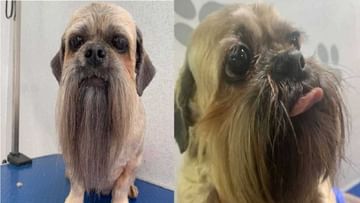 गोंडस कुत्र्याची दाढी आहे जमिनीपर्यंत लांब, मालकीणबाई दररोज तासभर विंचरतात Teddy Dog चे केस