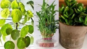 सुख-समृद्धी आणि शांती मिळवण्यासाठी घरामध्ये ही झाडे लावा...