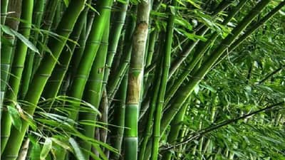 राज्यातील 80 टक्के बांबू लागवड एकट्या गडचिरोलीत, युनिट उभारण्यासाठी उद्योजकांनी पुढं यावं - सुरेश राठी