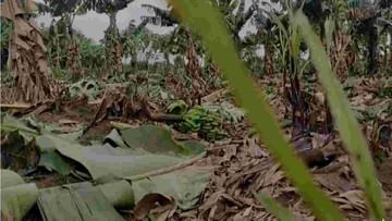 आधी कोरोना, मग अतिवृष्टी अन् आता करपा रोग...! नुकसान सहन होत नसल्याने शेतकऱ्याने कापली केळीची दीड हजार झाडे
