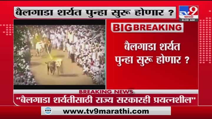 Bullock Cart Race | बैलगाडा शर्यत पुन्हा सुरु होणार? Bullock Cart Race | बैलगाडा शर्यत पुन्हा सुरु होणार?