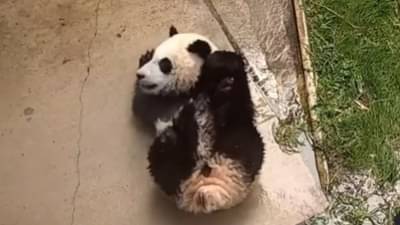 Viral Video : बेबी पांडाचा क्युट व्हिडीओ व्हायरल, व्हिडीओ पाहिल्यानंतर तुमच्या चेहऱ्यावरही हसू फुलेल