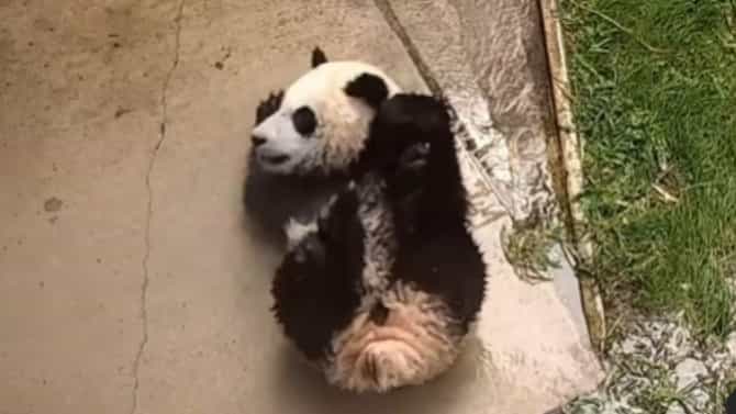 Viral Video : बेबी पांडाचा क्युट व्हिडीओ व्हायरल, व्हिडीओ पाहिल्यानंतर तुमच्या चेहऱ्यावरही हसू फुलेल