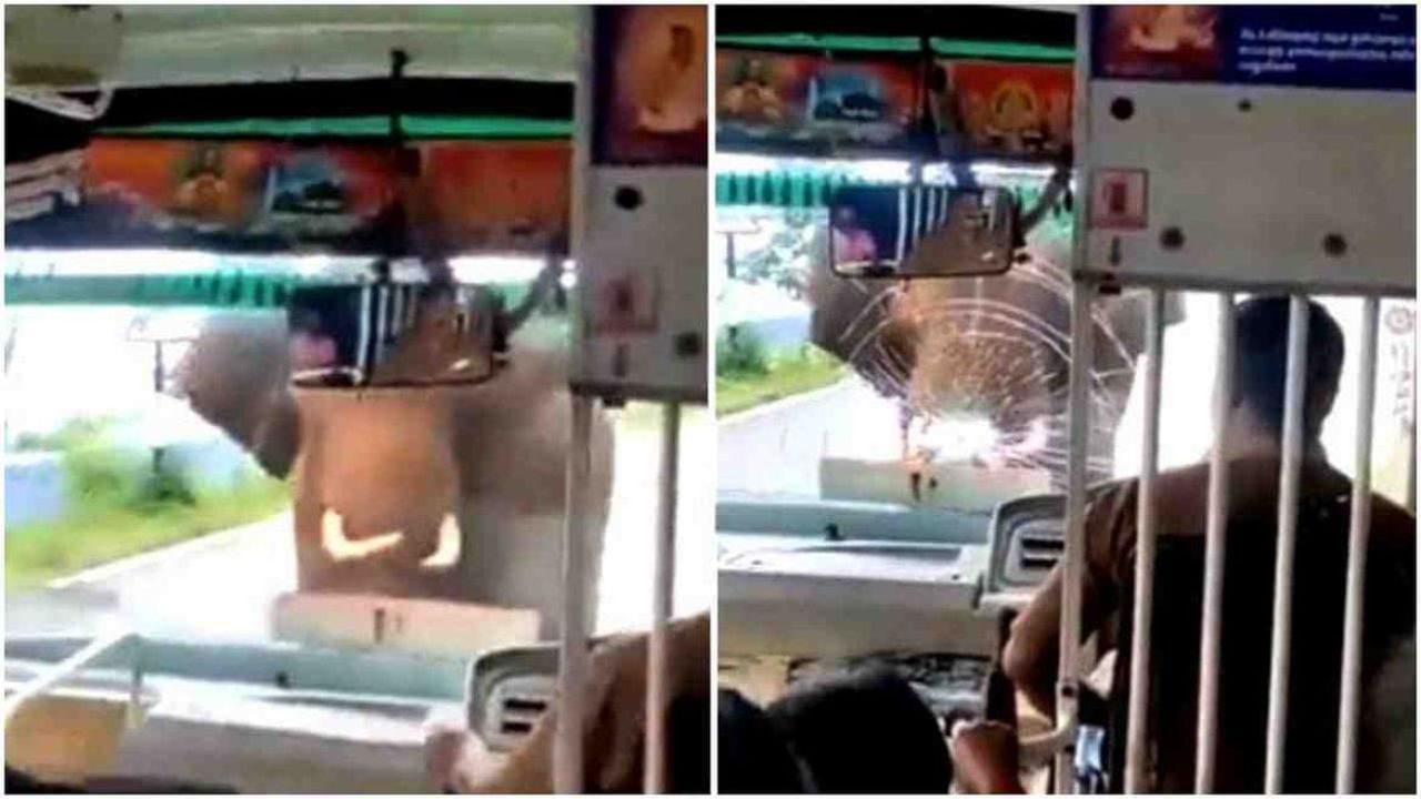 Video : बसवर टस्कर हत्तीचा हल्ला, पण चालकाच्या प्रसंगावधानामुळे प्रवाशांचे प्राण वाचले, थरकाप उडवणारा व्हायरल व्हिडीओ