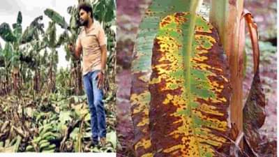 करप्याचा कहर, अर्ध्या रात्रीतून पिकताहेत केळी, दीड हजार केळीची झाडे कापली, नांदेडमधील शेतकऱ्याचा संताप