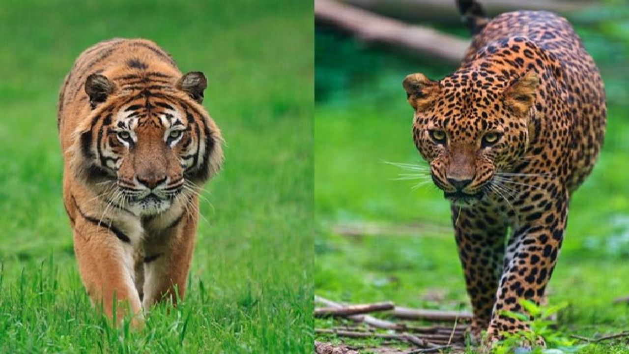महाराष्ट्रात वाघ आणि बिबट्याच्या शिकारीच्या आकड्यांनी वन विभागाची झोप उडालीय. राज्यात गेल्या चार वर्षात वीजप्रवाह आणि विषप्रयोगामुळे २४ वाघ आणि ५६ बिबट्या शिकाऱ्यांच्या सापळ्यात अडकलेत.