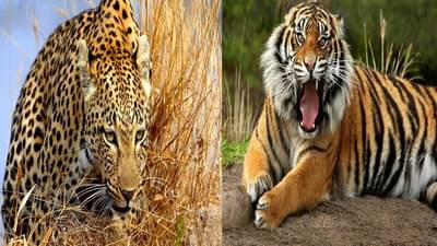 धक्कादायक ! चालू वर्षात आतापर्यंत देशात 102 वाघांचा मृत्यू, मध्य प्रदेश पहिल्या तर महाराष्ट्र दुसऱ्या क्रमांकावर