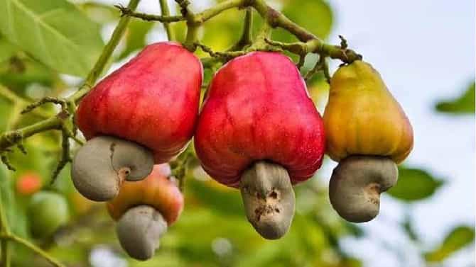 काजू लागवडीत महाराष्ट्राचे योगदान, या जिल्ह्यांमध्ये भरघोस उत्पन्न