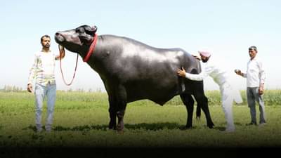 21 कोटींची बोली लागलेल्या हरयाणाच्या सुल्तान रेड्याचा मृत्यू, मालकाला अश्रू अनावर!