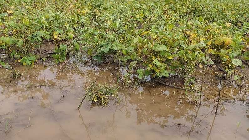 नुकसान होऊनही हेक्टरी 12 क्विंटल सोयाबीन, पीक कापणीचा अहवाल सादर आता मदतीचे काय? नुकसान होऊनही हेक्टरी 12 क्विंटल सोयाबीन, पीक कापणीचा अहवाल सादर आता मदतीचे काय?