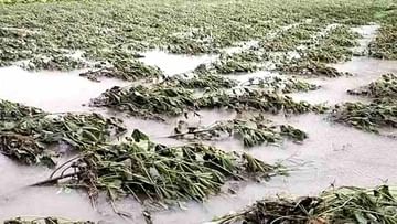 Marathwada Heavy Rain : मराठवाड्यात सर्वच जिल्ह्यात अतिवृष्टी; पिकांसह शेती खरवडून गेल्यानं शेतकऱ्यांवर मोठं संकट