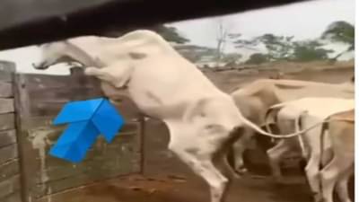 बैलानं 7 फुटाच्या भिंतीवरुन मारली जबरदस्त उडी, व्हिडीओ पाहून नेटकरी चक्रावले!