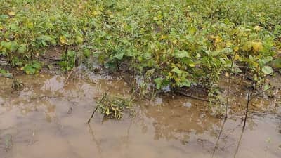 गुलाब चक्रीवादाळामुळे खरीपाची आशा मावळली, मराठवाड्यात 182 मंडळात अतिवृष्टीने पीकांचे नुकसान