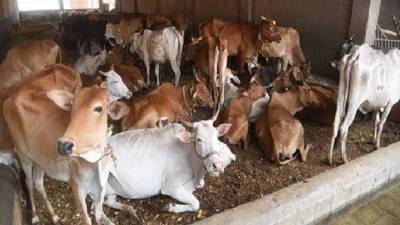 जनावरांसाठी घातक असलेल्या लाळ्या खुरकूतवर असे करा नियंत्रण...