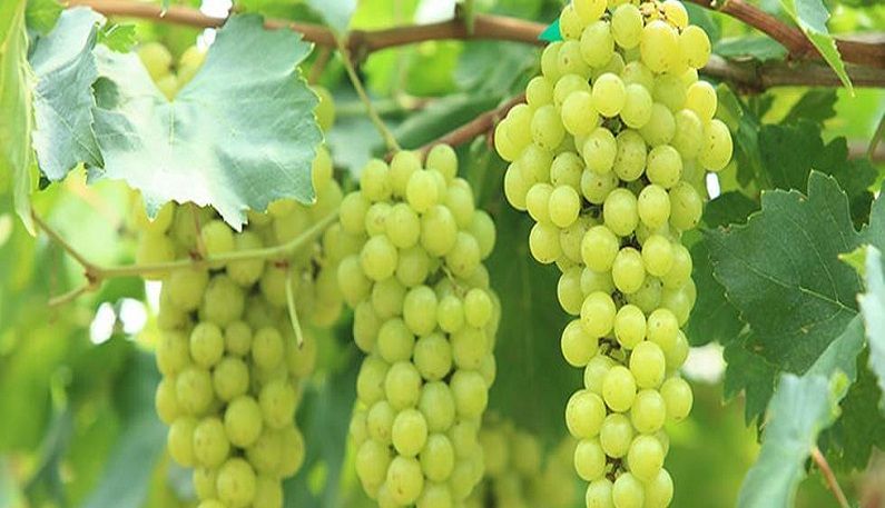 Grape growers| वाढलेल्या निर्यात खर्चाचा द्राक्ष बागायतदारांना तडाखा; केंद्रीय मंत्री तोमर, गडकरींना साकडे