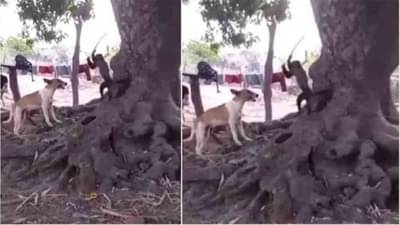 Video : माकडाने कुत्र्याला शिकवला चांगलाच धडा, व्हिडीओ पाहून तुम्हीही व्हाल आश्चर्यचकित!