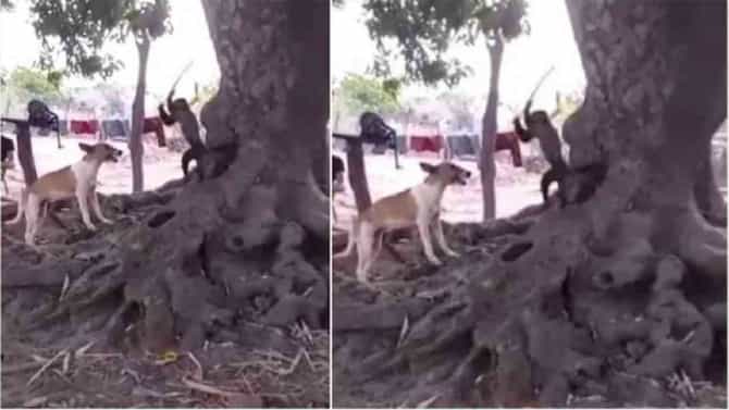 Video : माकडाने कुत्र्याला शिकवला चांगलाच धडा, व्हिडीओ पाहून तुम्हीही व्हाल आश्चर्यचकित!