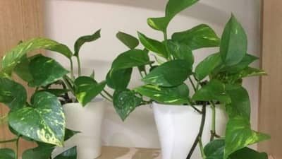 Vastu Tips | घरात मनी प्लांट लावताना या 5 चुका करु नये, आर्थिक नुकसान होऊ शकते