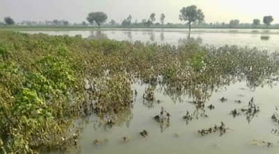 प्रक्रियेतच अडकली 5 लाख शेतकऱ्यांच्या अनुदानाची रक्कम, नेमकी काय आहे अडचण?