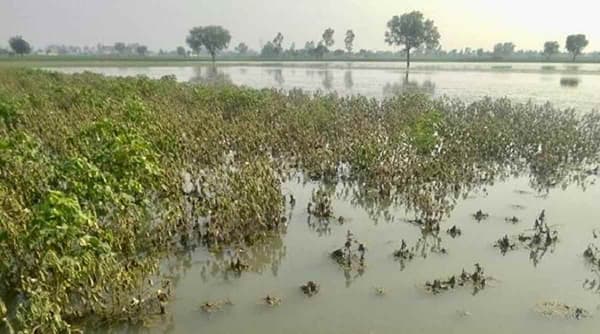 प्रक्रियेतच अडकली 5 लाख शेतकऱ्यांच्या अनुदानाची रक्कम, नेमकी काय आहे अडचण?